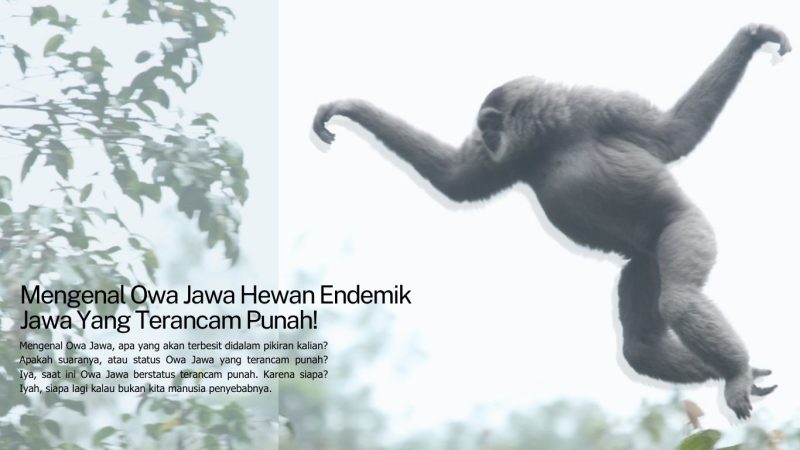 Mengenal Owa Jawa Hewan Endemik Jawa Yang Terancam Punah Seberkas