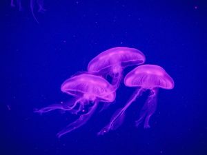 organ gerak ubur-ubur