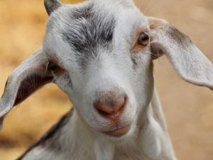 nama organ gerak kambing