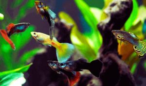 Cara budidaya ikan guppy