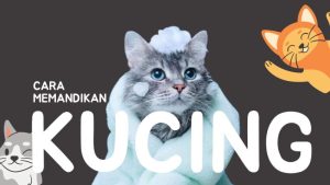 Cara Memandikan Kucing