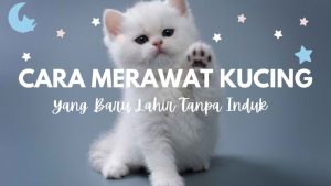 Cara Merawat Kucing Yang Baru Lahir Tanpa Induk