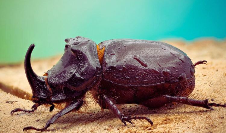 makanan kumbang tanduk