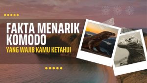 Fakta Menarik Komodo Yang Wajib Kamu Ketahui