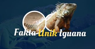 Mengenal Fakta Menarik Iguana Reptil yang Menyimpan Keunikan dan Keistimewaan