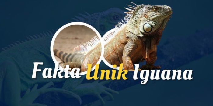 Mengenal Fakta Menarik Iguana Reptil yang Menyimpan Keunikan dan Keistimewaan