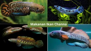 Makanan Ikan Channa