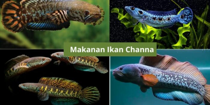 Makanan Ikan Channa