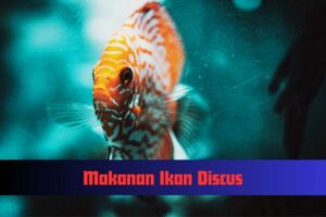makanan ikan discus