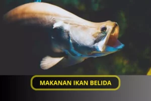 MAKANAN IKAN BELIDA