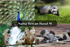 Nama Hewan Huruf M